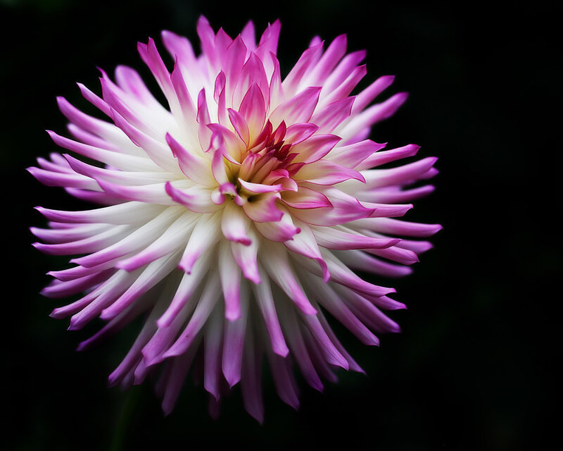 Purple and white dahlia flower