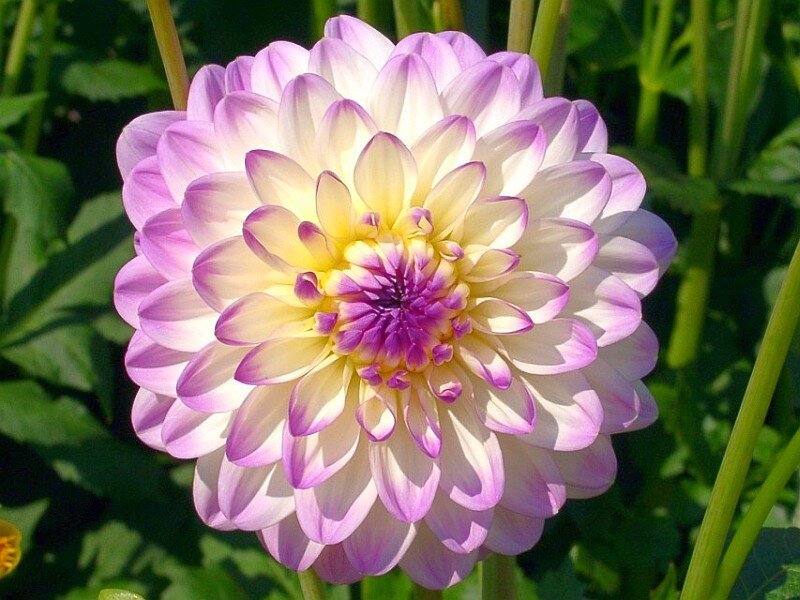 Purple and White Dahlia Flower — Serene