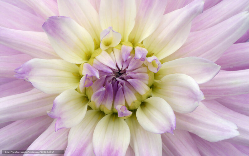 purple and white dahlia flower