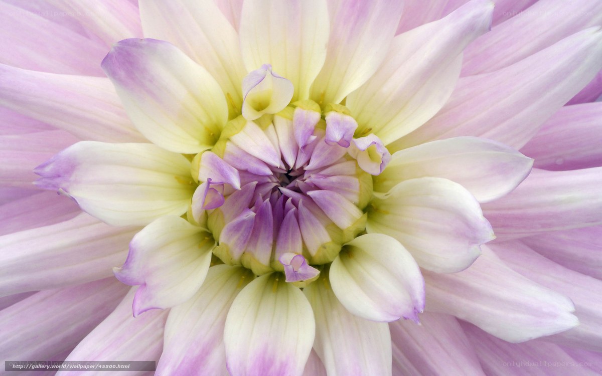purple and white dahlia flower