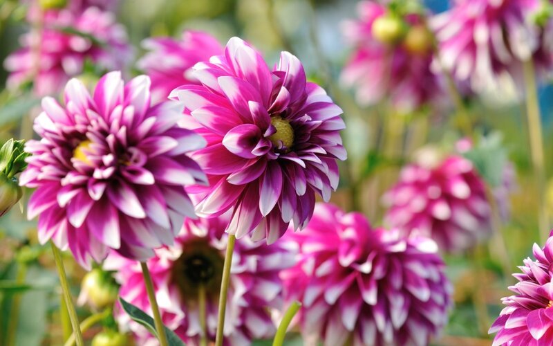 Purple and White Dahlia Flowers