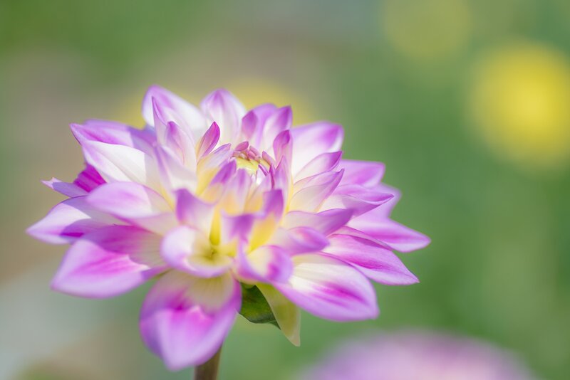 Purple and White Dahlia — Serene, Afternoon, Photograph
