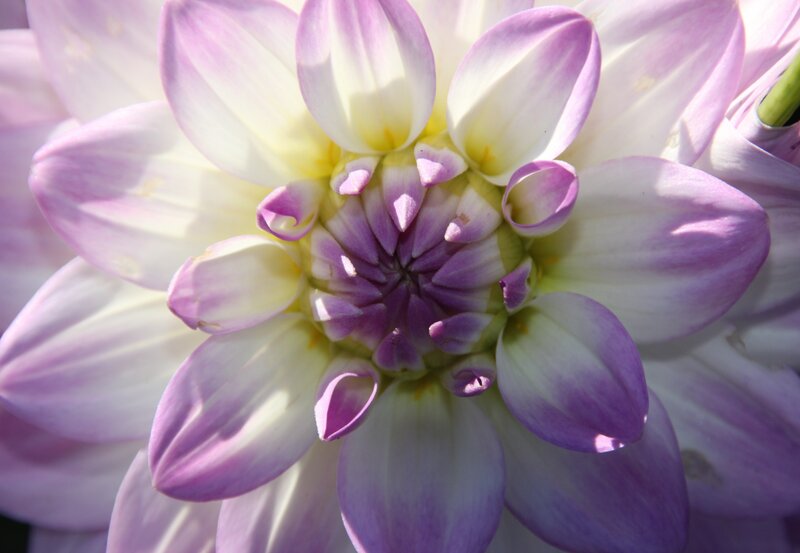 Purple and White Dahlia — Serene, Afternoon