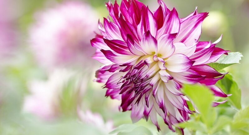 Purple and White Dahlia — Serene, Summer