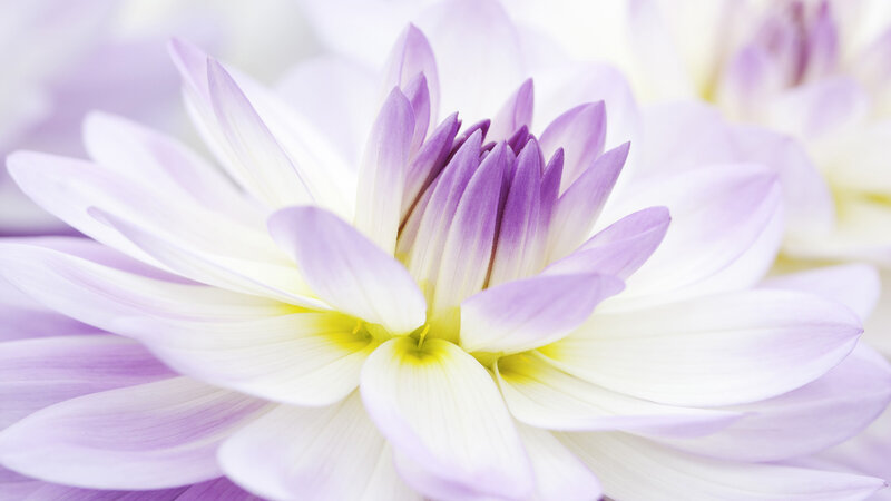 Purple and White Dahlia — Serene