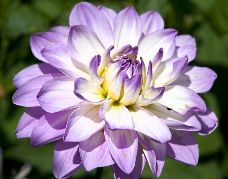 Purple and White Dahlia