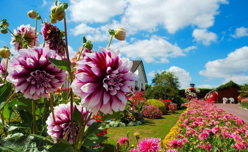 Purple and White Dahlias — Pink