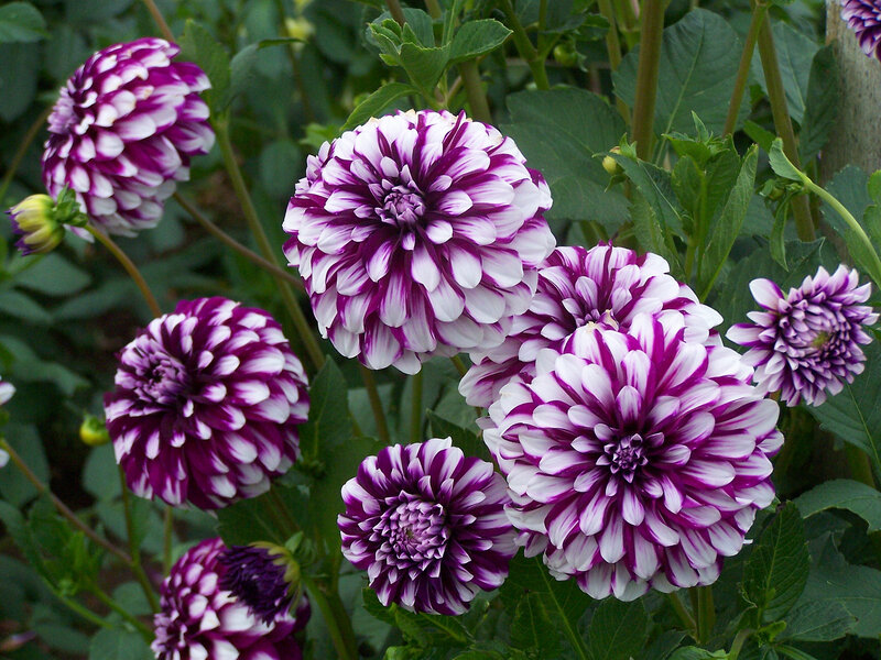 Purple and White Dahlias