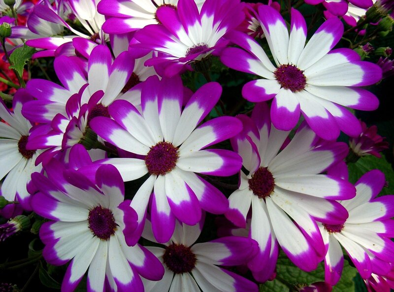 Purple and white daisies