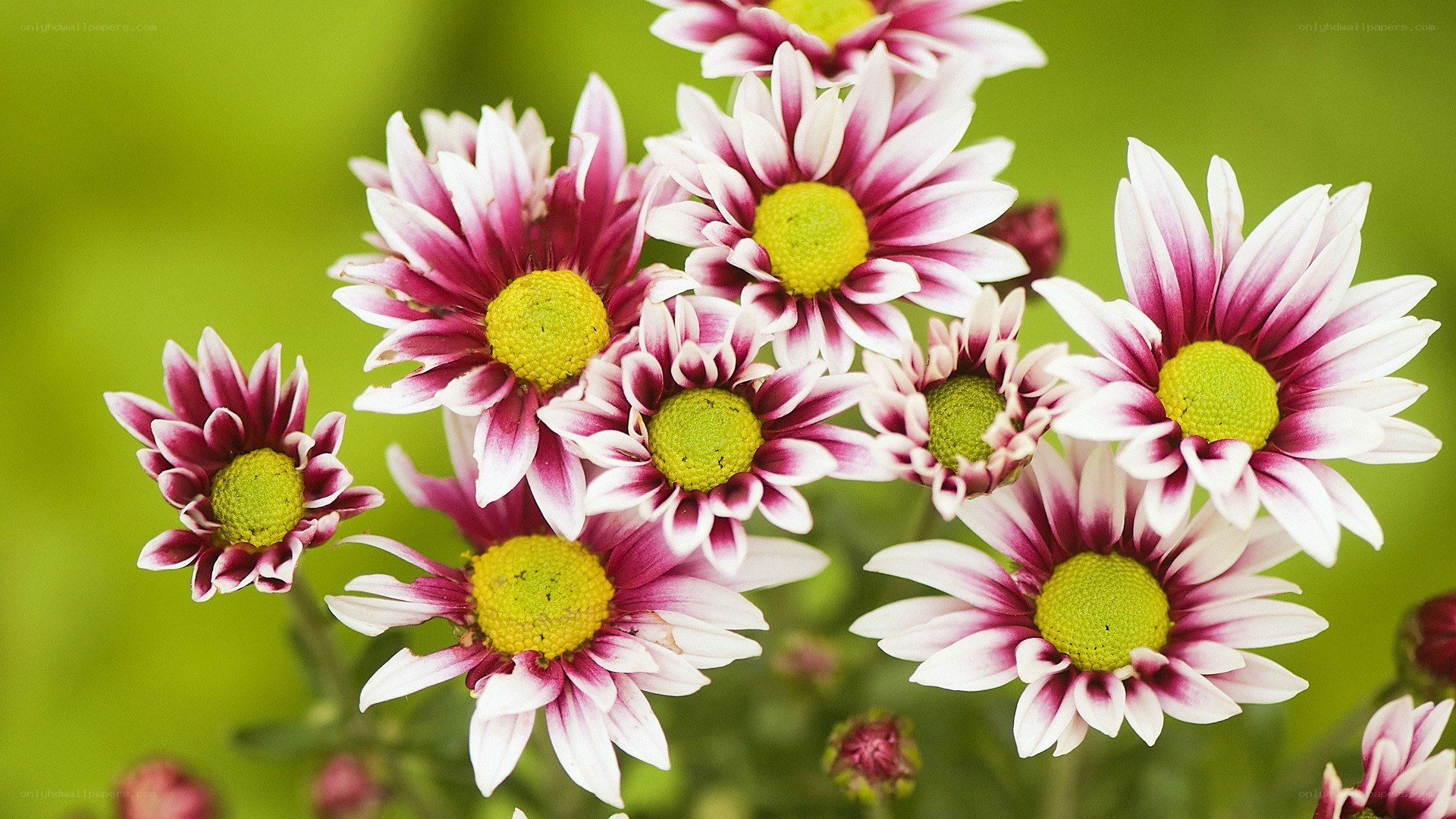 purple and white daisies