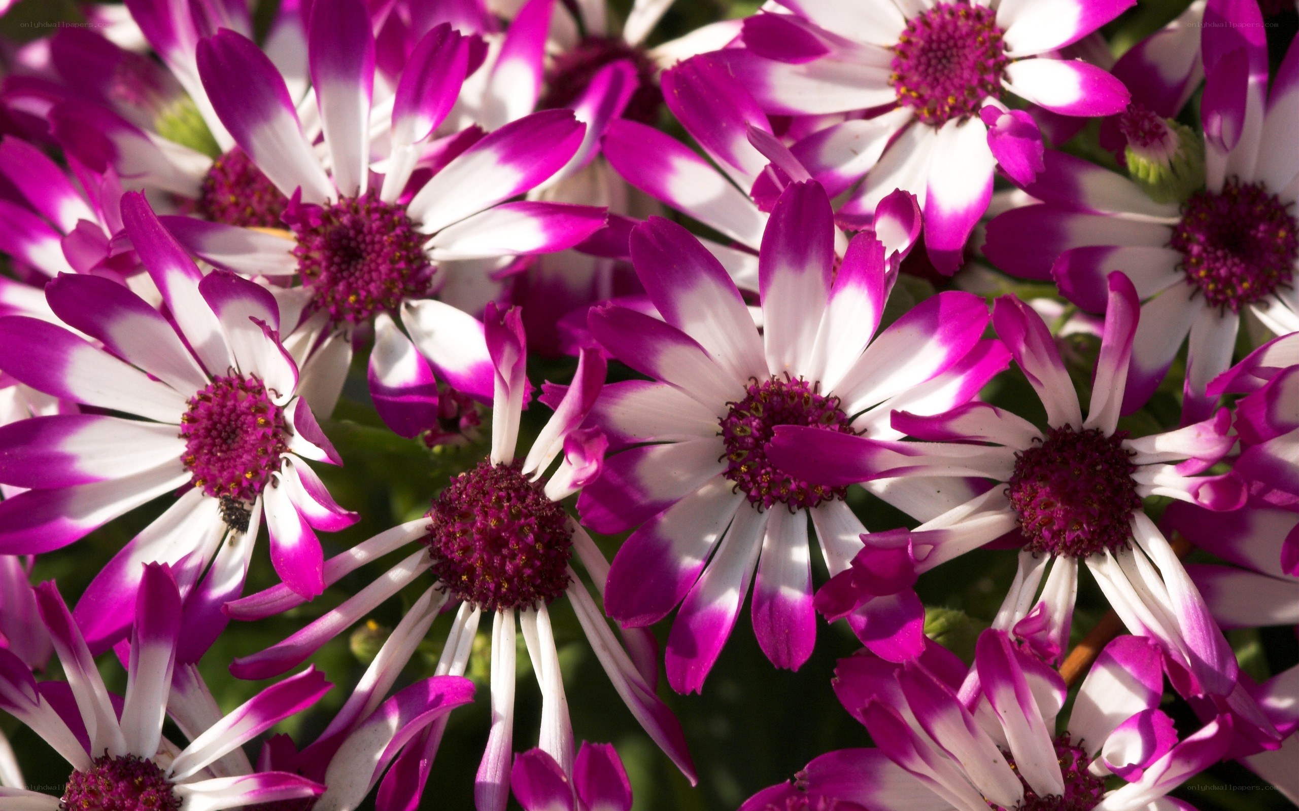 purple and white daisies