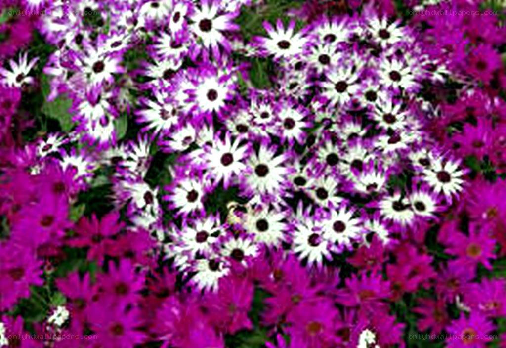 purple and white daisies