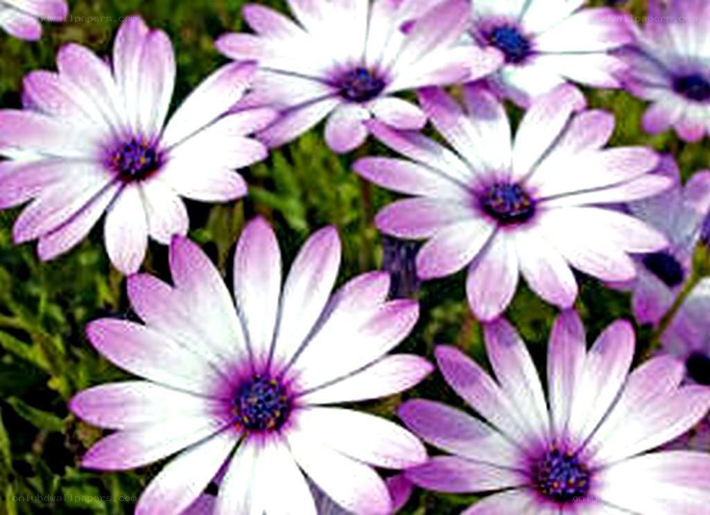 purple and white daisies
