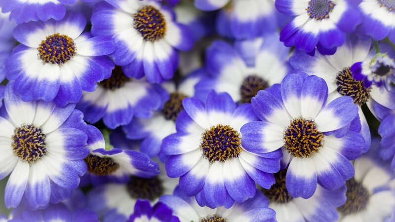 Purple and White Daisies — Blue