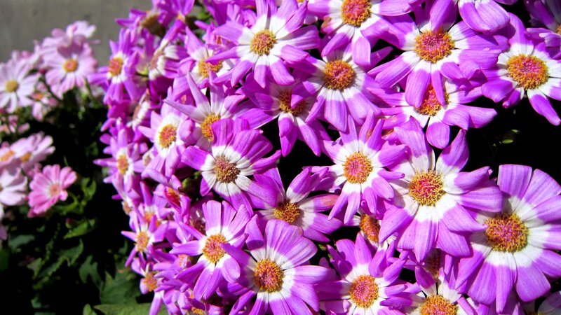 Purple and White Daisies — Bright, Afternoon