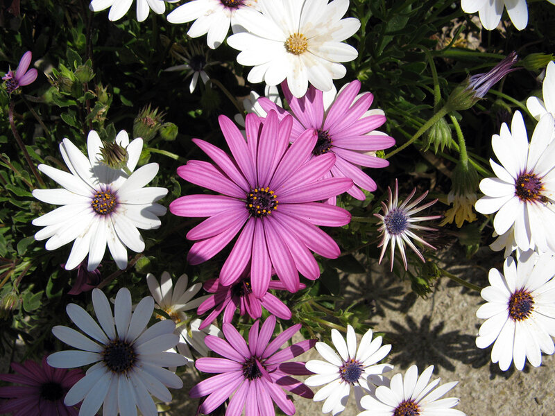 Purple and White Daisies — Bright