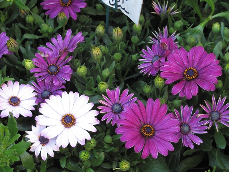 Purple and White Daisies — Calm, Afternoon, Photograph, Green Leaves, Flower Buds