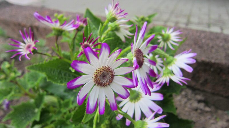 Purple and White Daisies — Calm, Afternoon, Photograph, Green Leaves