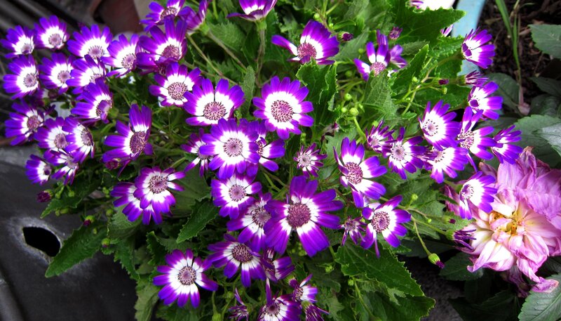 Purple and White Daisies — Calm, Afternoon