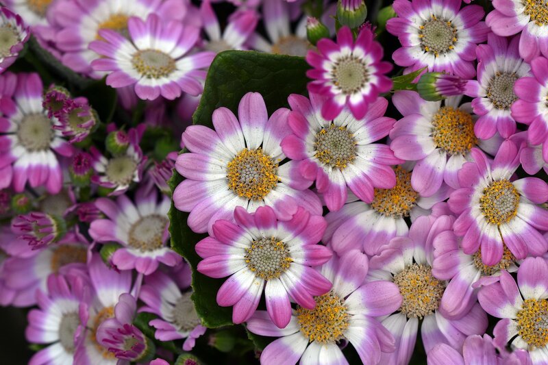 Purple and White Daisies — Calm, Photograph, Flowers, Leaves