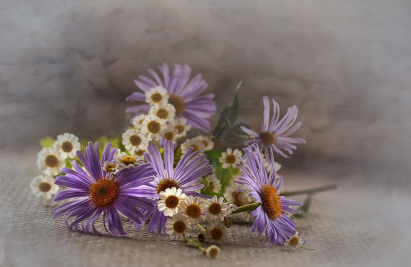 Purple and White Daisies — Calm, Photograph, Flowers
