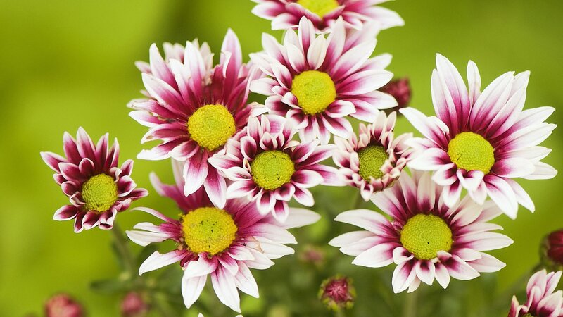 Purple and White Daisies — Calm, Photograph, Green Center