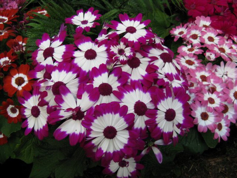 Purple and White Daisies — Calm, Photograph