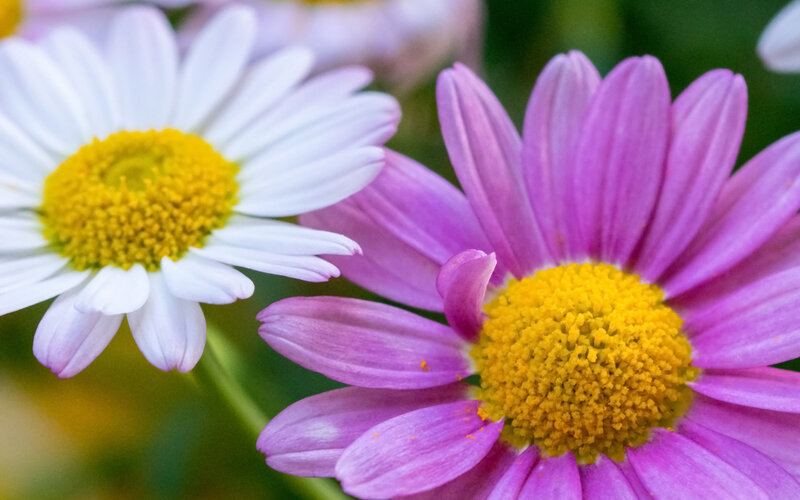 Purple and White Daisies — Calm, Spring, Photograph