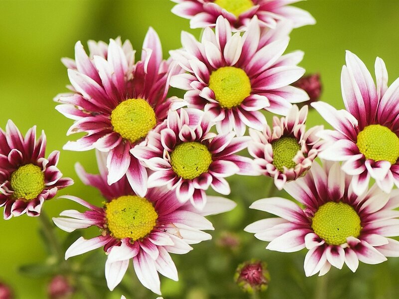 Purple and White Daisies — Calm, Spring
