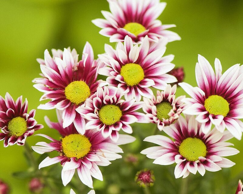 Purple and White Daisies — Calm