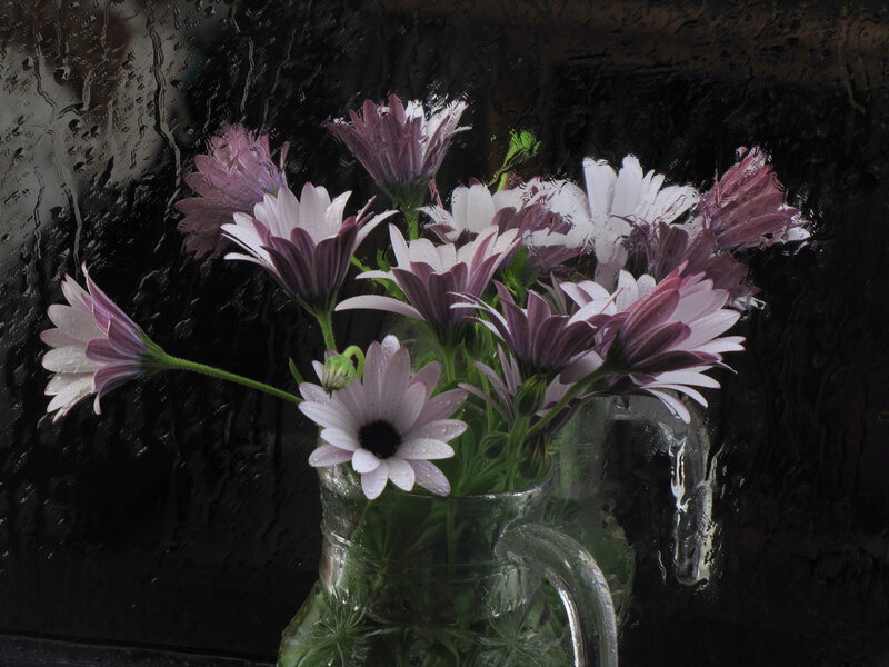 Purple and White Daisies — Dramatic