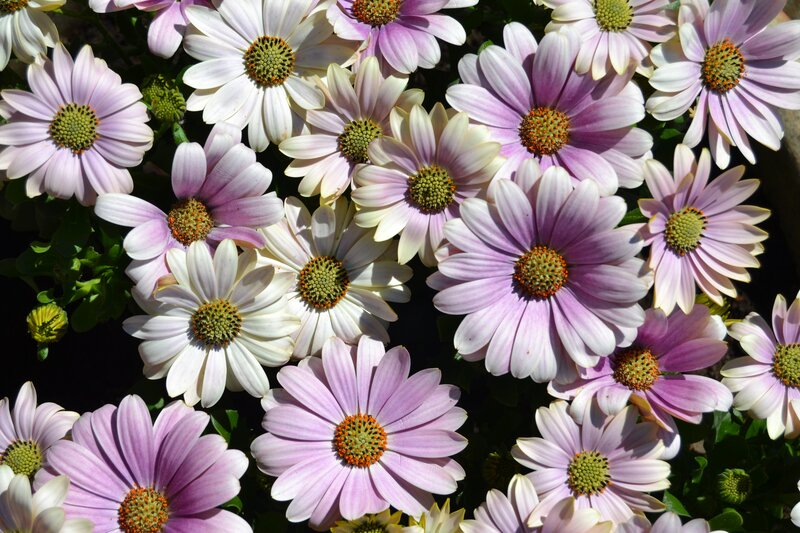 Purple and white daisies in bloom