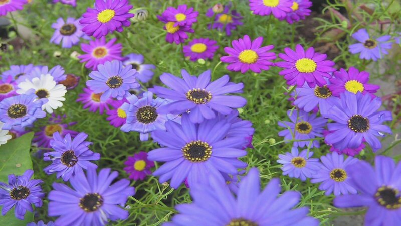 purple and white daisies in bloom