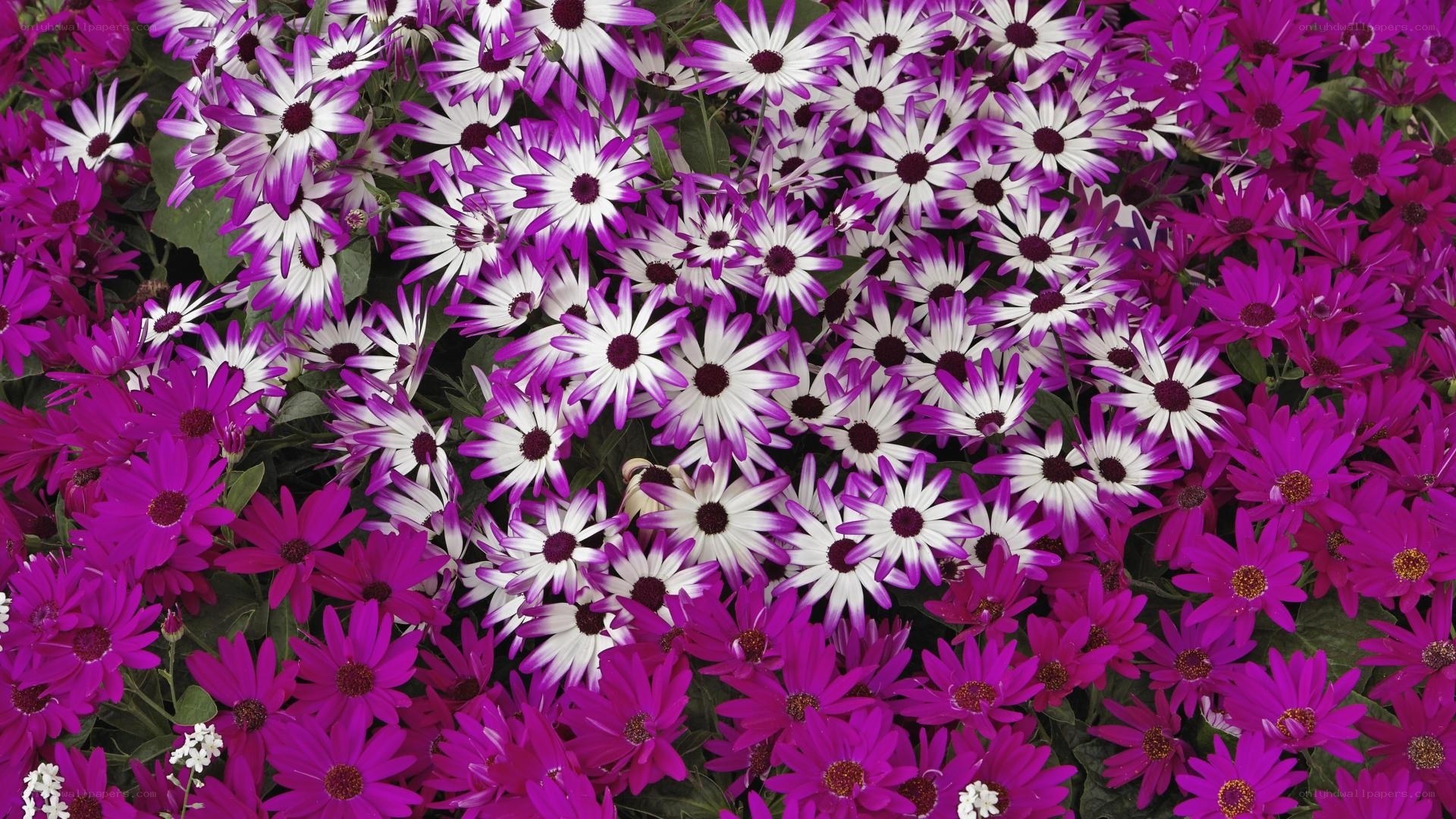 Purple and white daisies in bloom