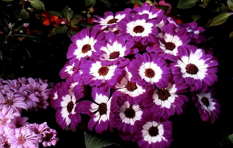 Purple and White Daisies — Natural