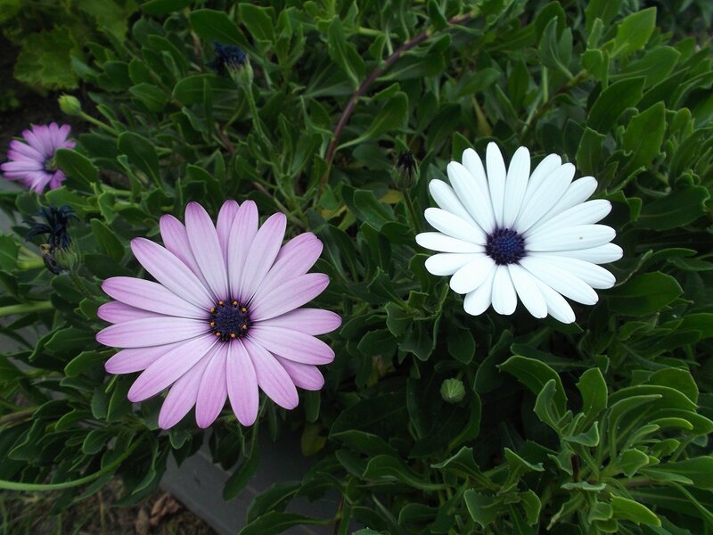 Purple and White Daisies — Pink