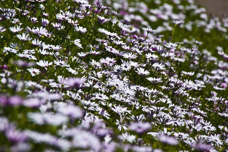 Purple and White Daisies — Serene, Afternoon