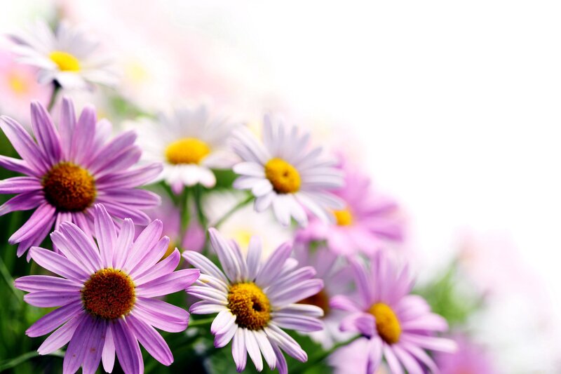 Purple and White Daisies — Serene, Spring