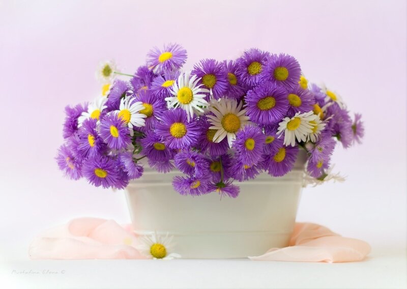 Purple and White Daisies — Serene