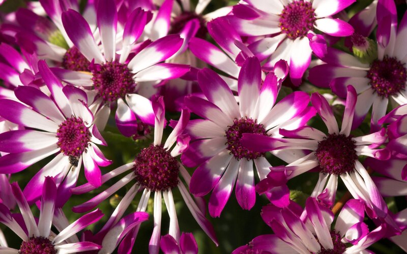 Purple and White Daisies — Vibrant, Afternoon