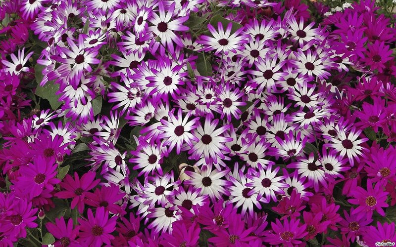 Purple and White Daisies — Vibrant, Photograph