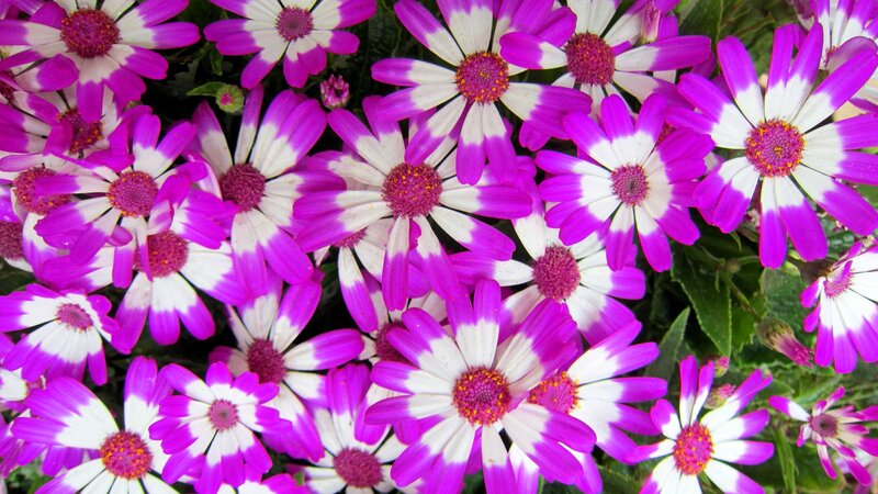 Purple and White Daisies — Vibrant, Summer