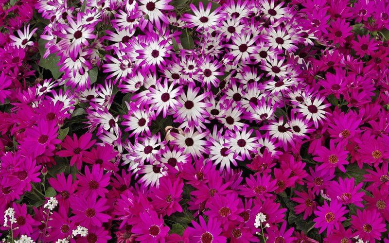 Purple and White Daisies — Vibrant