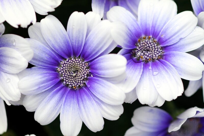 Purple and white daisies with water droplets