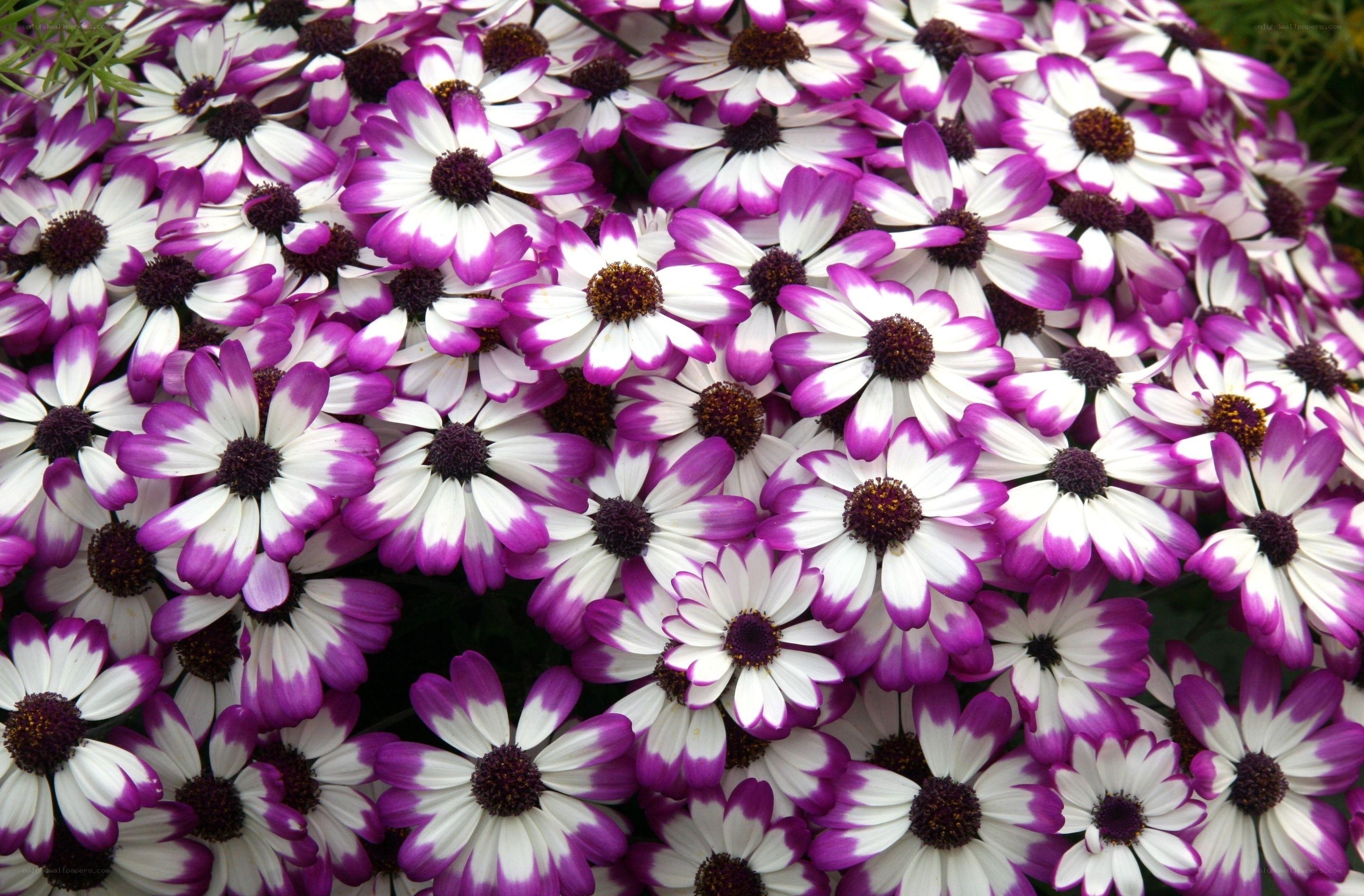 purple and white daisies