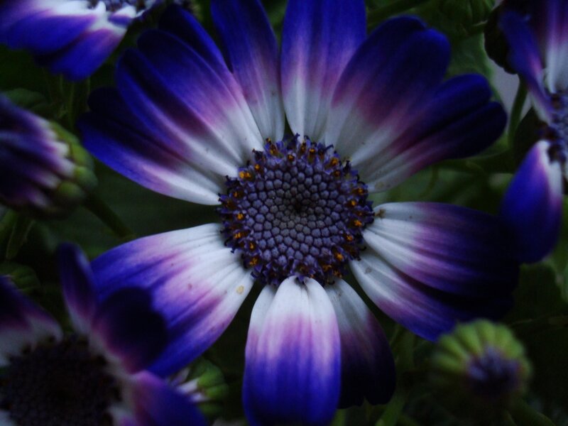 Purple and White Daisy — Blue