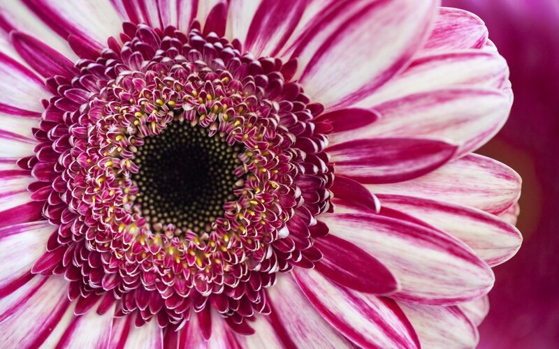 Purple and White Daisy — Calm, Photograph