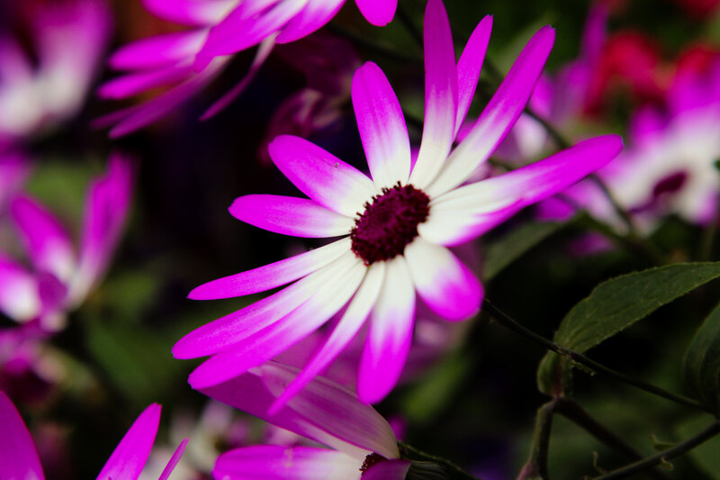 Purple and White Daisy — Calm