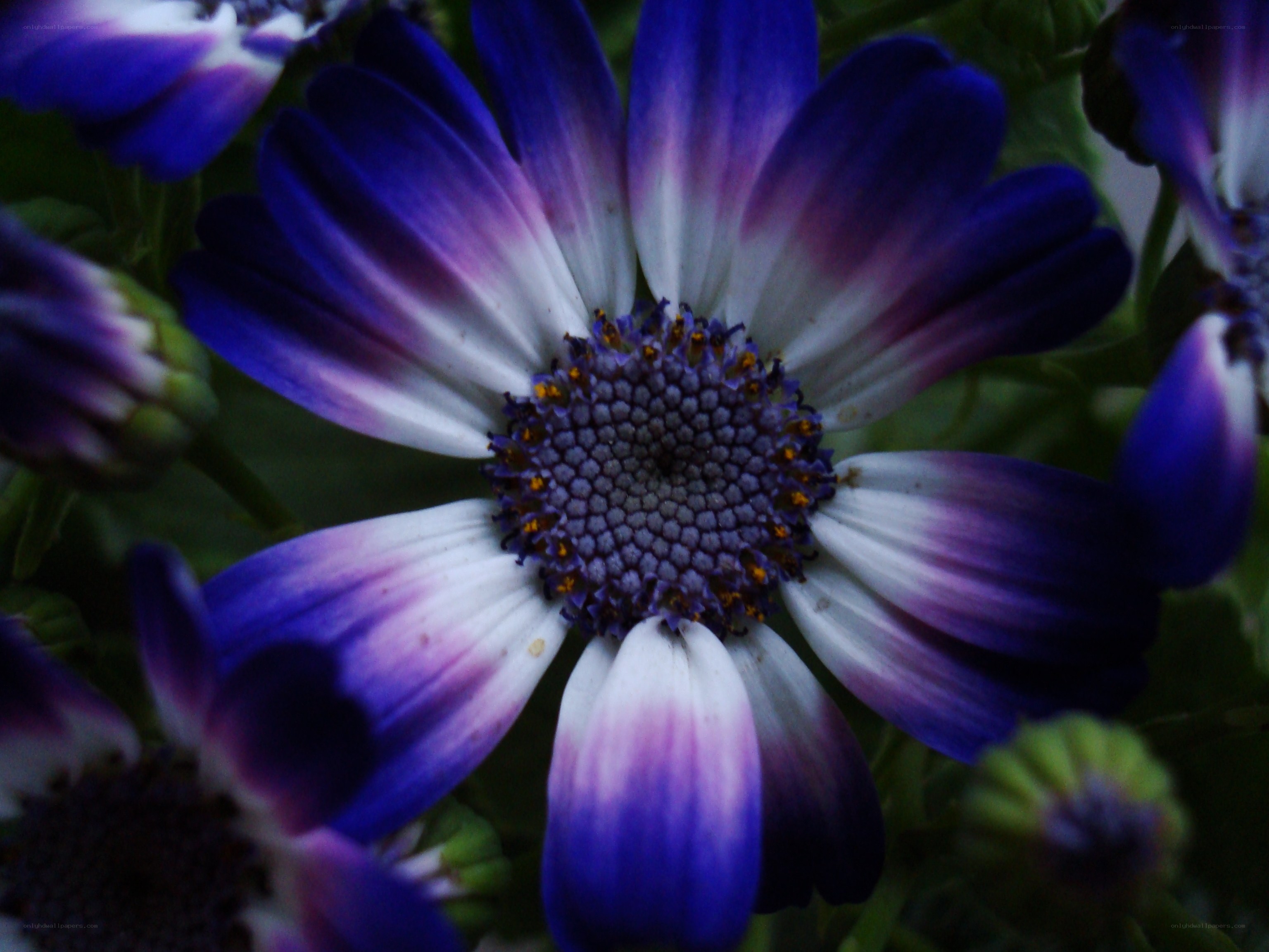 Purple and white daisy flower