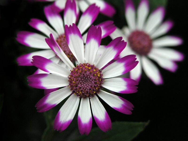 Purple and white daisy flowers